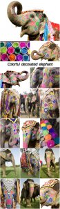  Colorful decorated elephant, Jaipur, Rajasthan, India 